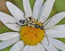 17 Gefleckter Schmalbock